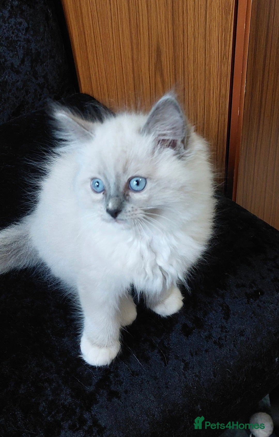 Ragdoll cats for sale: Adorable purebred original Ragdoll boy. 🐱 - Advert 16