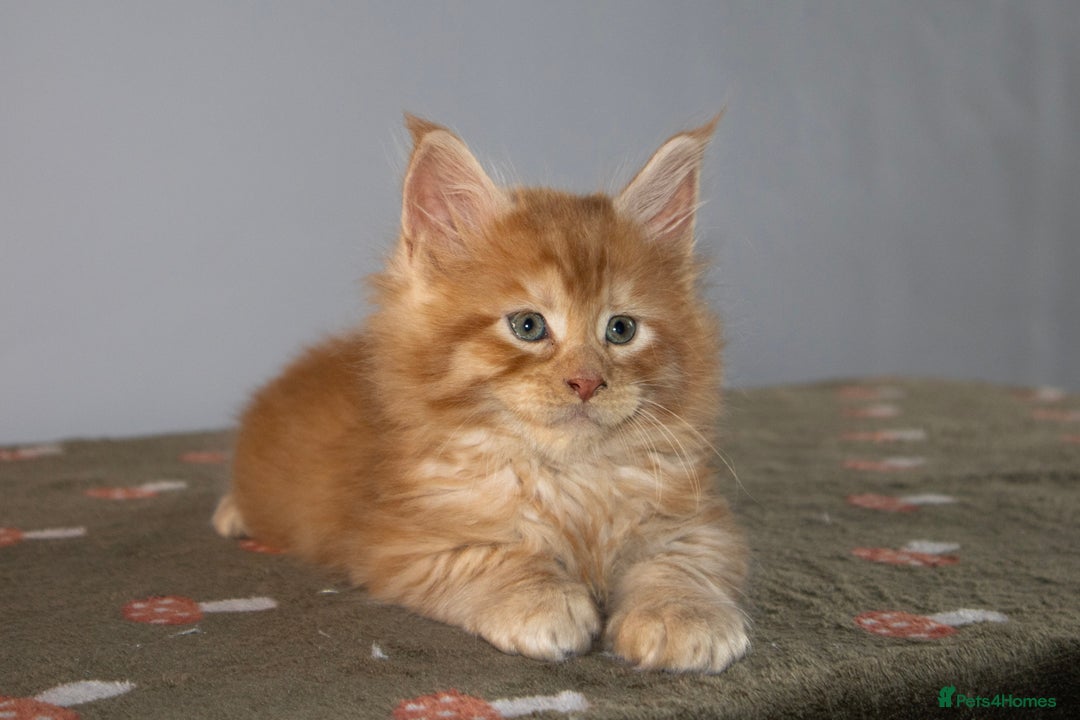 Maine Coon cats for sale: Gorgeous TICA-Registered Maine Coon Kittens! - Advert 12