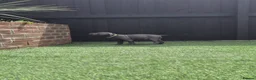 Staffordshire Bull Terrier dogs for sale: Ready to leave!!!!!!! in Rotherham - Advert 18