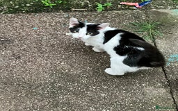 Oriental cats for sale: Male kitten - Image 2