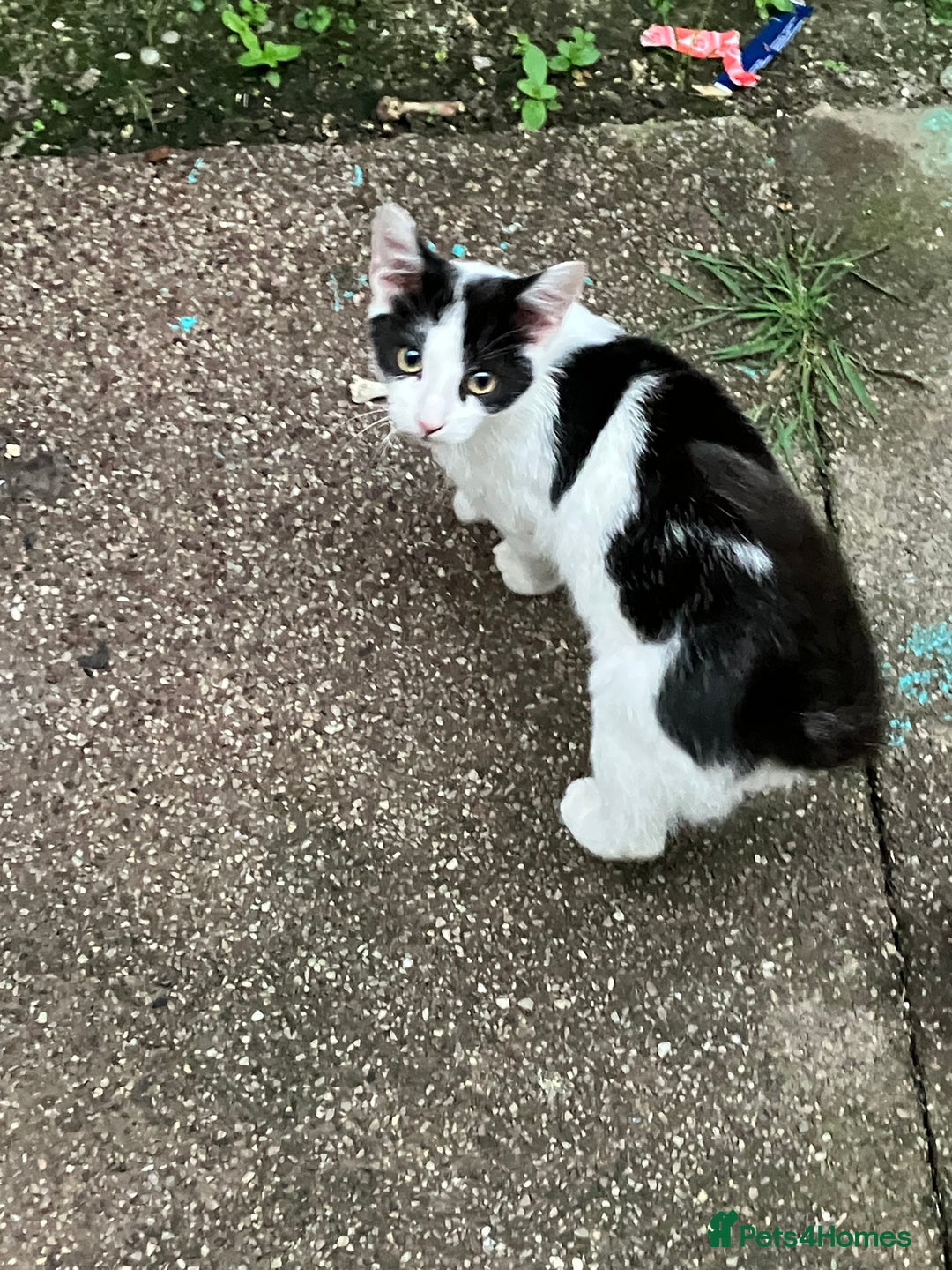 Oriental cats for sale: Male kitten - Image 2