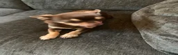 Chihuahua dogs for sale: Coco stunning chihuahua girl  - Advert 4