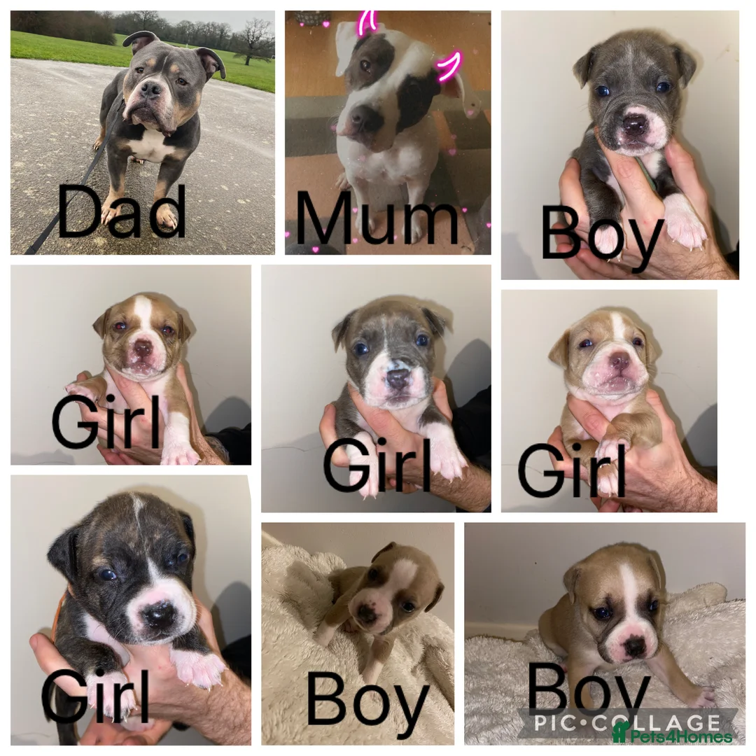 Mixed Breed dogs for sale: Pocket bully - Advert 2