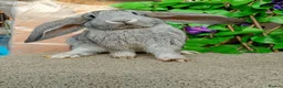 French Lop rabbits for sale: French lop  - Advert 2