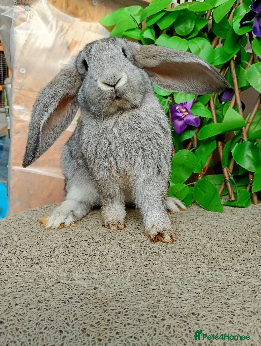 French Lop rabbits for sale: French lop  - Advert 2