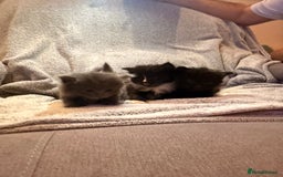 Mixed Breed cats for sale: 3 Gorgeous Long Hair Kittens Available - Image 1
