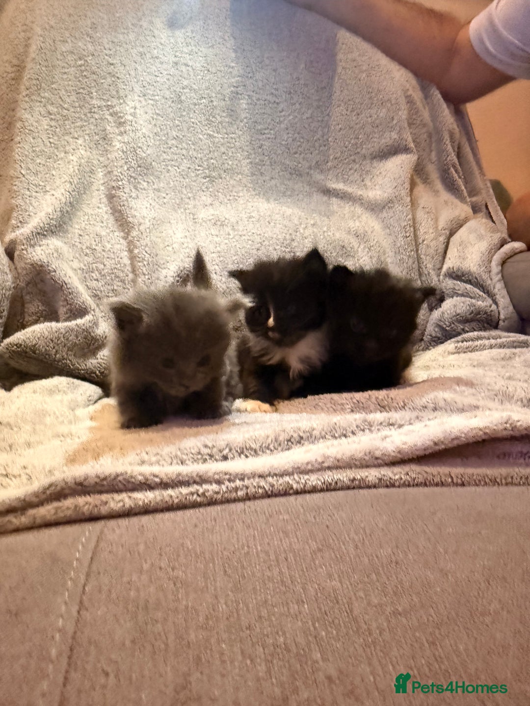 Mixed Breed cats for sale: 3 Gorgeous Long Hair Kittens Available - Image 1