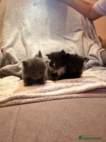 Mixed Breed cats - Advert 3