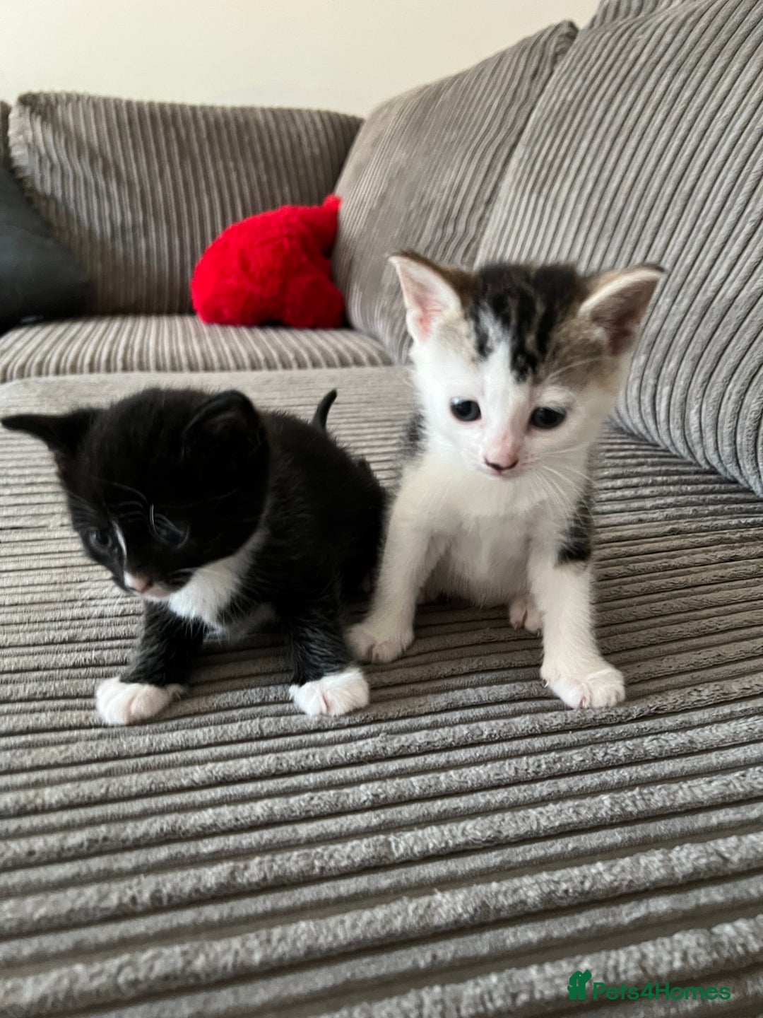Domestic Shorthair cats for sale: Ekaterine  - Image 11