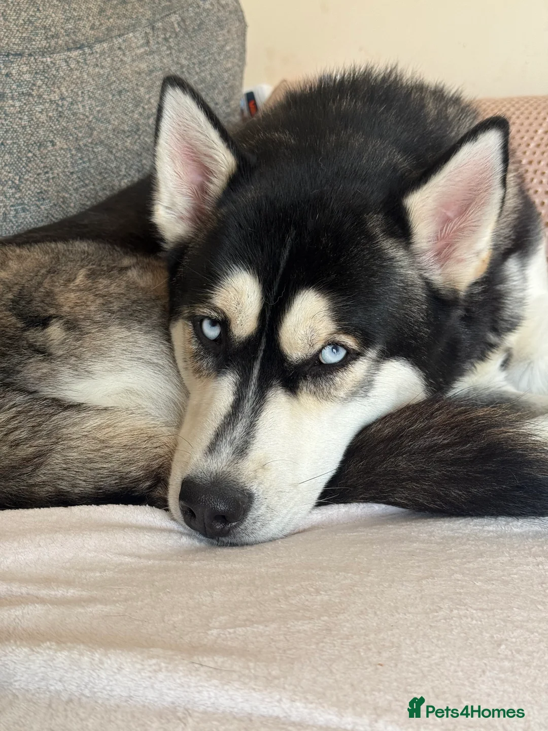 Siberian Husky dogs for sale: Meet Alfie the Husky 🐕💙 - Advert 8