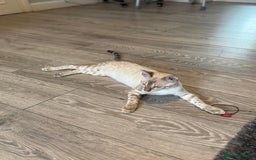 Bengal cats for sale: TICA registered snow lynx Bengal Kittens in Reading - Image 4