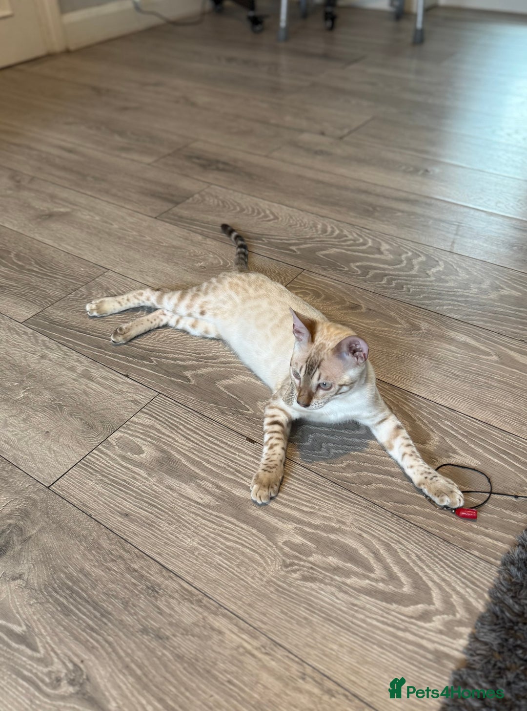 Bengal cats for sale: TICA registered snow lynx Bengal Kittens in Reading - Image 4