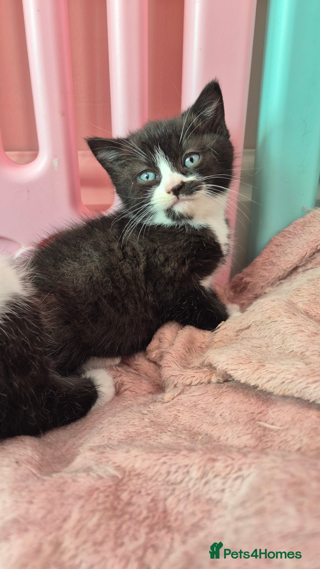 Mixed Breed cats for sale: British short hair cross  - Image 5