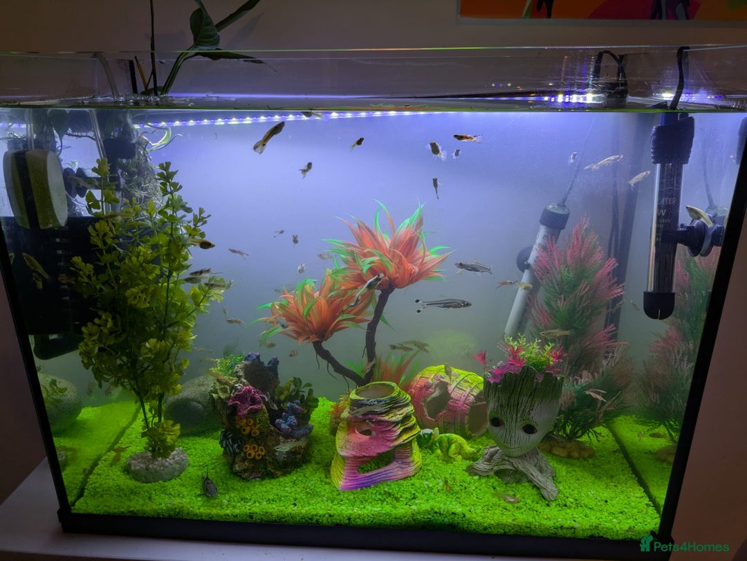 Other/Mixed Breed fish for sale: Fish tank and fish for sale - Image 4