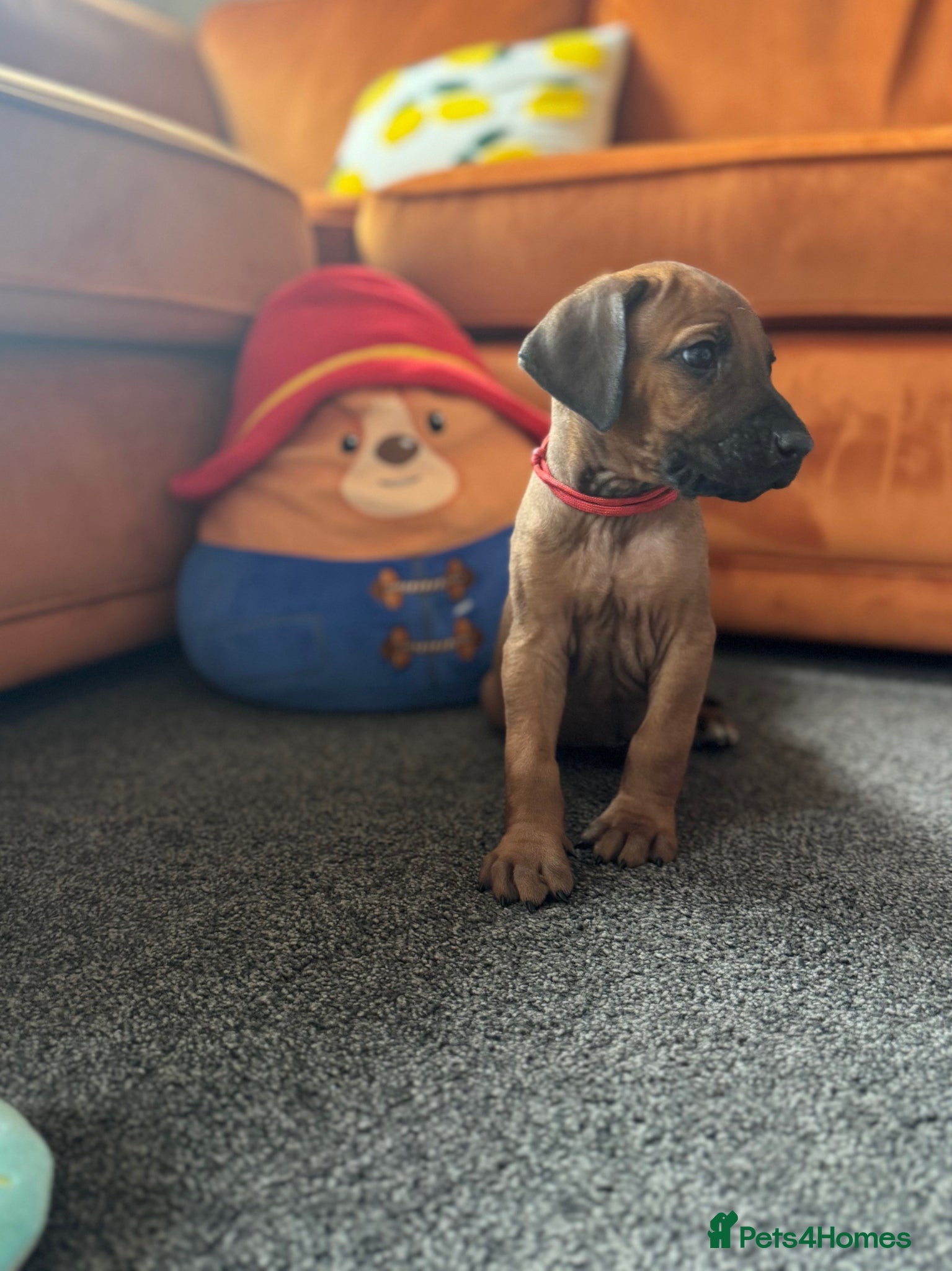 Rhodesian Ridgeback dogs Rhodesian Ridgeback litter - Advert 3