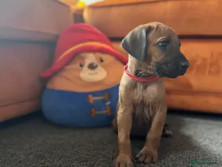 Rhodesian Ridgeback dogs Rhodesian Ridgeback litter - Advert 5