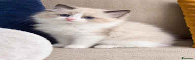 Ragdoll 2