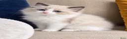 Ragdoll cats for sale: GORGEOUS TICA REGISTERED KITTENS  - Advert 4