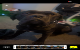 Mixed Breed dogs for sale: cane corso - Advert 4