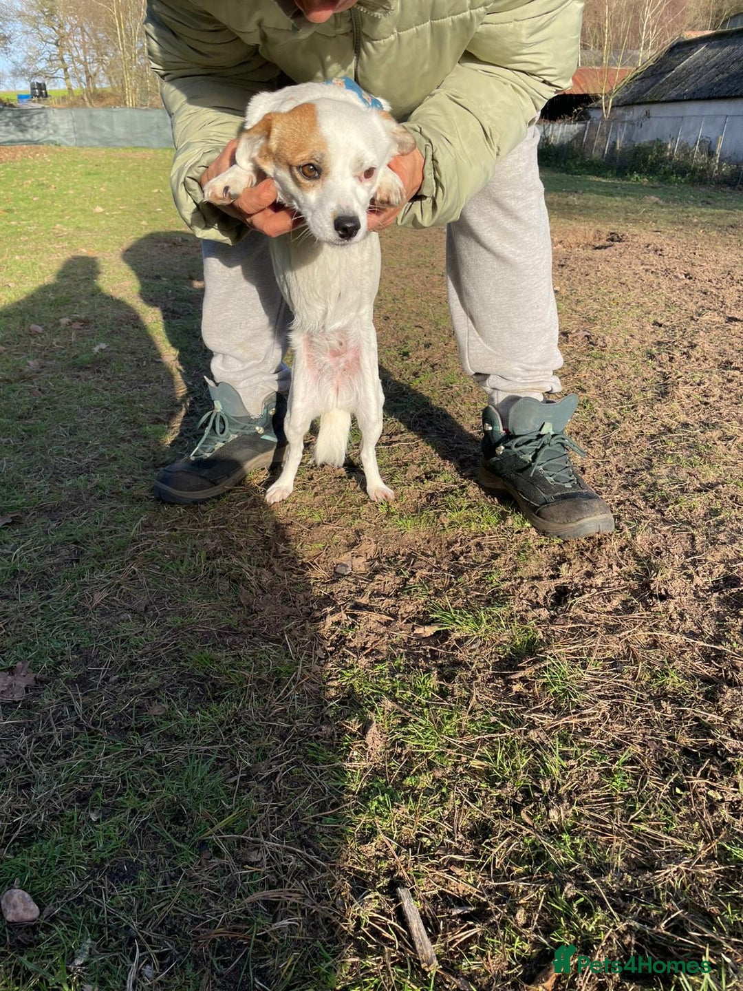 Mixed Breed dogs for adoption: RONNA - a beautiful tiny girl, for a Loving Home - Advert 14