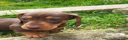 Miniature Dachshund dogs for sale: Minute smooth daschund  in Middlesbrough - Advert 6