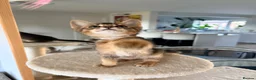 Mixed Breed cats for sale: Two Beautiful Abyssinian Cross Girls - Advert 6