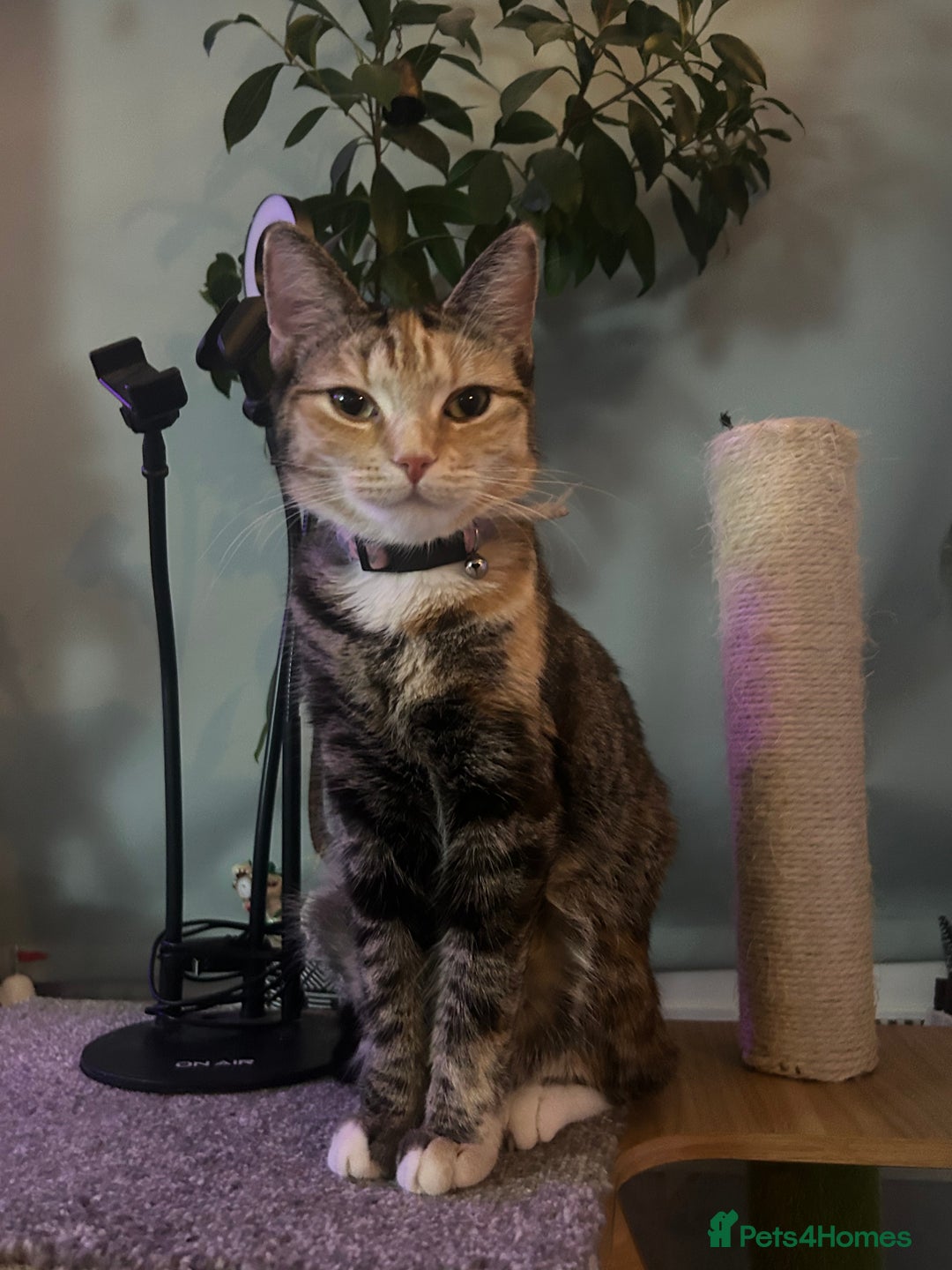 Mixed Breed cats for sale: Narla affectionate social female  - Advert 3