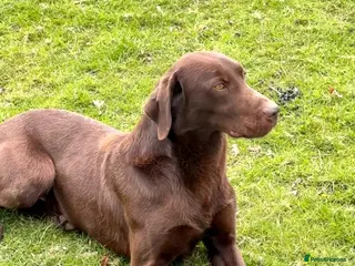 Labrador Retriever dogs Proven Fully Health Tested Working Chocolate Lab - Advert 16
