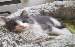 Ragdoll cats for sale: 5 ADORABLE RAGDOLL X KITTENS FOR SALE - Image 8