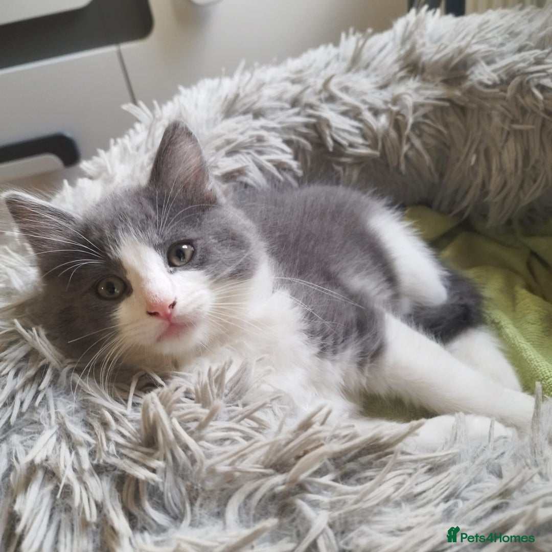 Ragdoll cats for sale: 5 ADORABLE RAGDOLL X KITTENS FOR SALE - Image 8