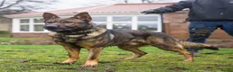 German Shepherd dogs for sale: Fully trained Czech shepherd male igp bh - Advert 3