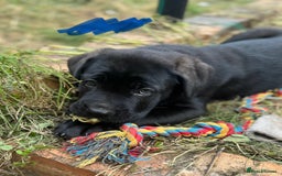 Mixed Breed dogs for sale: German Shepherd cross Mastiff - Image 29
