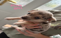 Pomchi dogs for sale: Beautiful Pomchi puppies  - Image 4