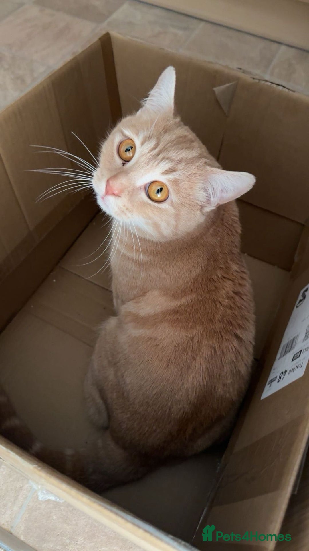 British Shorthair cats for sale: Buff Male British Shorthair 12 Months old  - Advert 4