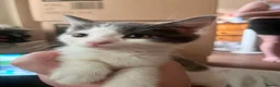 Mixed Breed cats for sale: 4 beautiful baby kittens - Advert 4