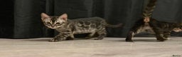 Bengal cats for sale: TICA registered pedigree Bengal Kittens - Advert 4
