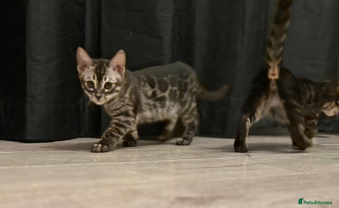 Bengal cats for sale: TICA registered pedigree Bengal Kittens - Advert 4