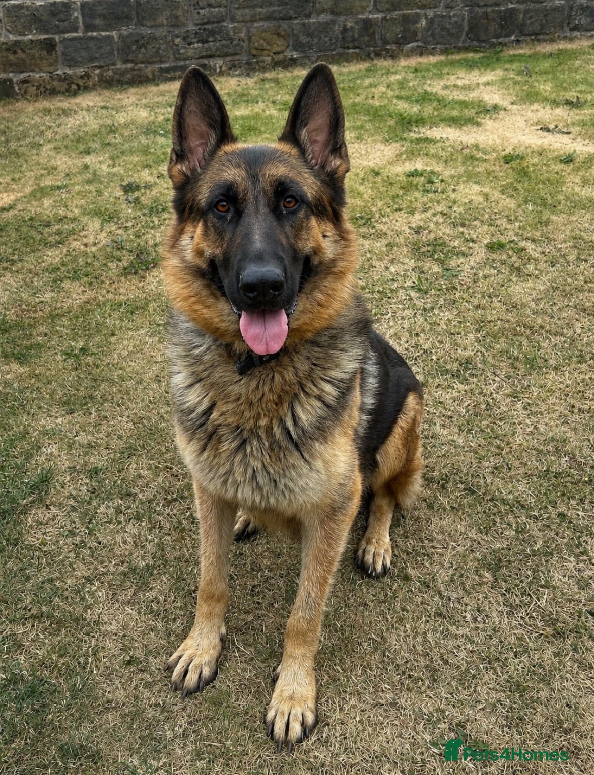 German Shepherd dogs German Shepherd Pups  - Advert 13