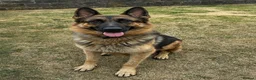 German Shepherd dogs for sale: German Shepherd Pups  - Advert 1