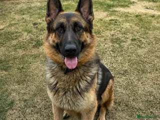 German Shepherd dogs German Shepherd Pups - Advert 5