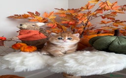 British Shorthair cats for sale: Golden British Shorthair  - Image 4