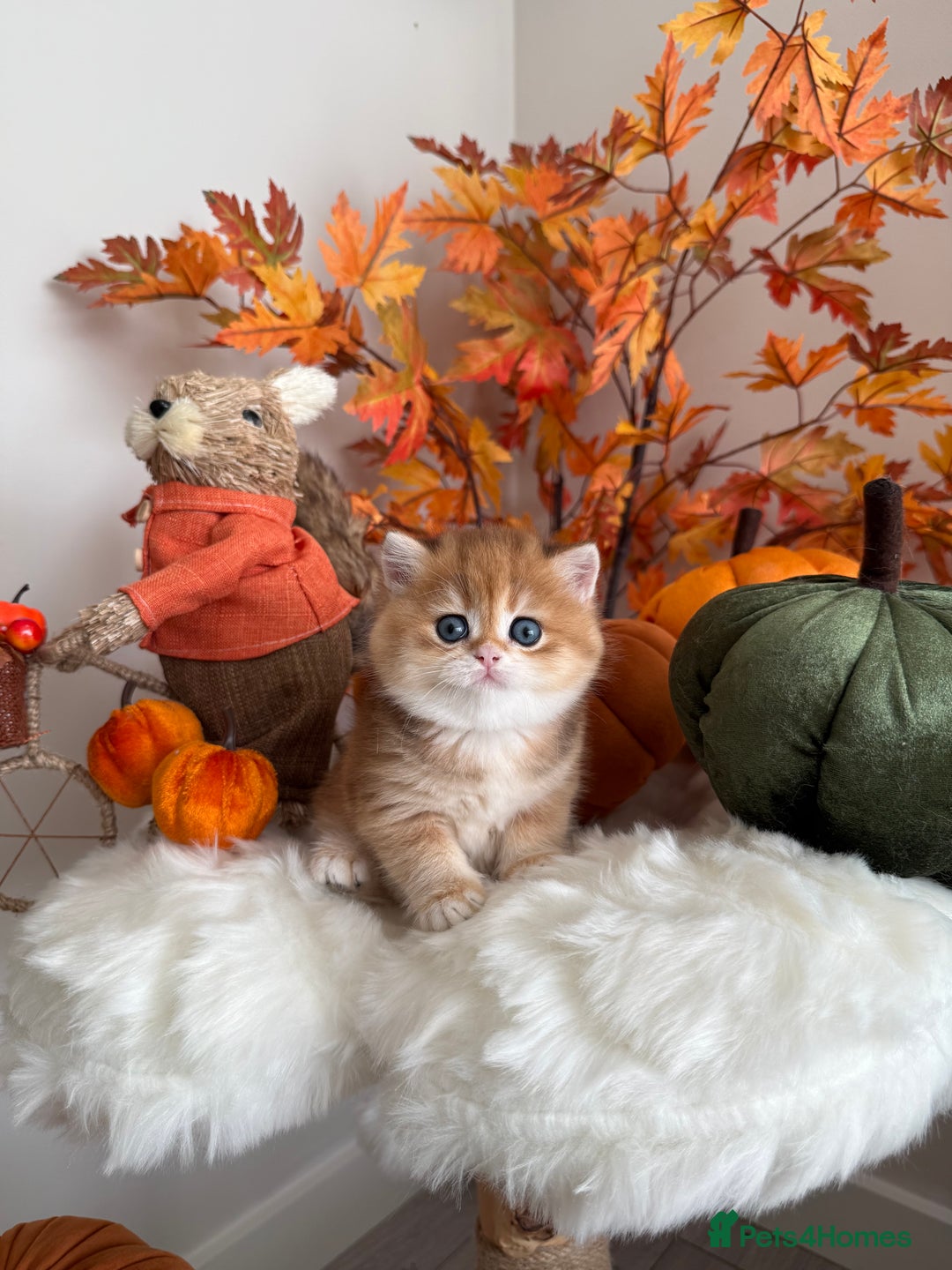 British Shorthair cats for sale: Golden British Shorthair  - Image 4