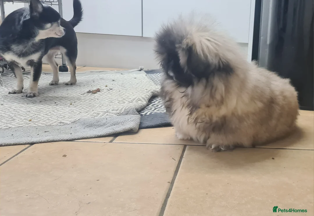 Pekingese dogs for sale: Pekingese puppys (Champion Bloodlines) - Advert 17