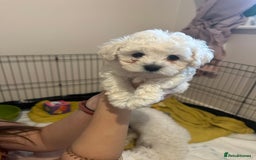 Bichon Frise dogs for sale: ✨ Bichon Frisé Puppies from Champion Bloodlines ✨ - Image 18
