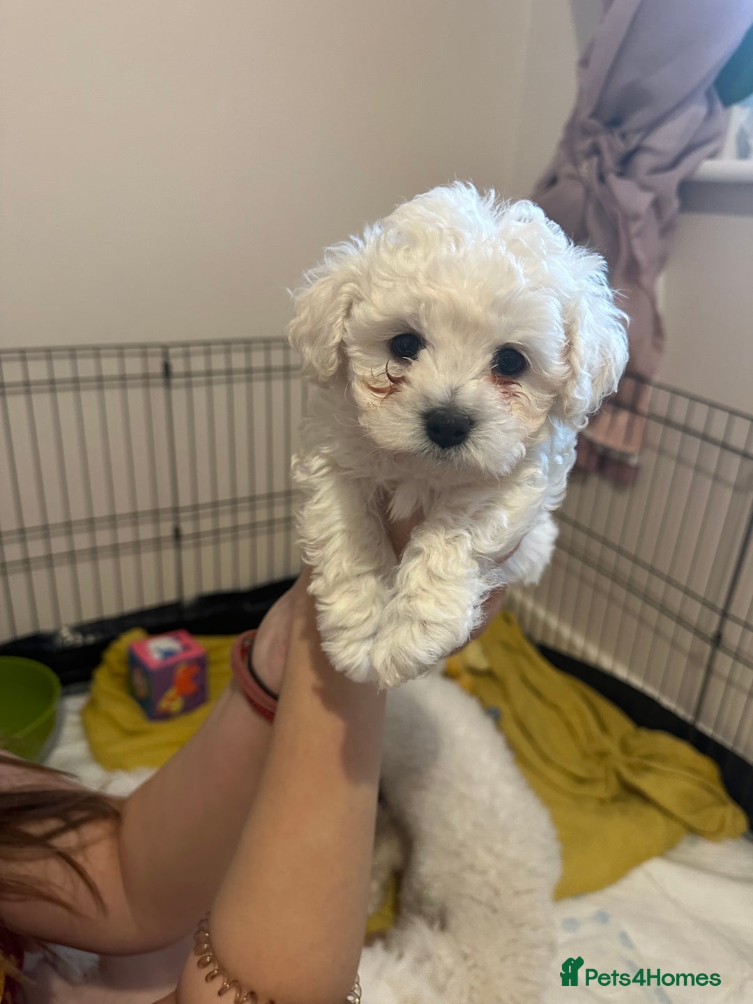 Bichon Frise dogs for sale: ✨ Bichon Frisé Puppies from Champion Bloodlines ✨ - Image 18