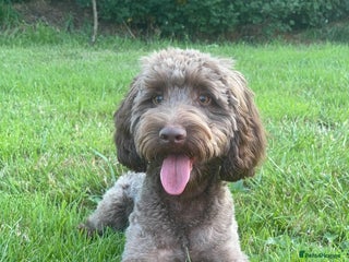 Cockapoo dogs - Advert 8