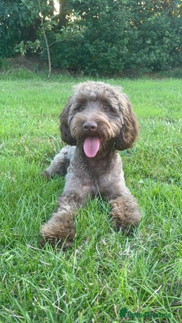 Cockapoo dogs - Advert 15