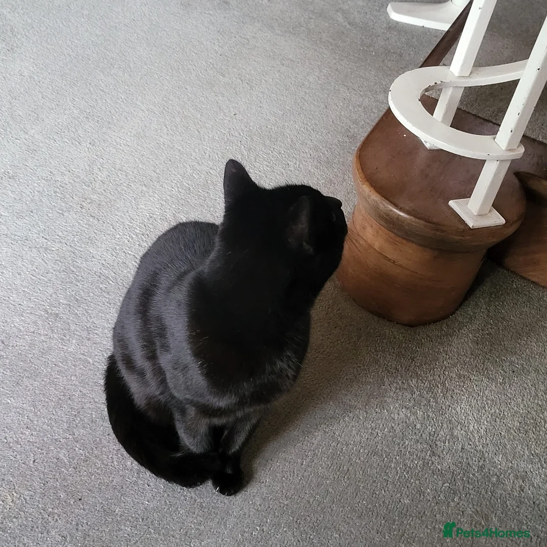 Domestic Shorthair cats for sale: Looking for a new home after bereavement  - Advert 3
