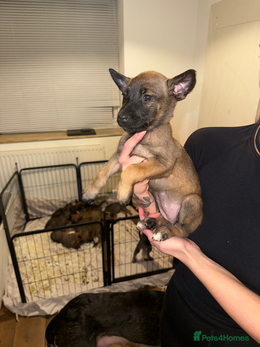 Belgian Shepherd Dog dogs for sale: Pure Belgian Malinois Puppies - Advert 28