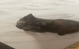 Mixed Breed cats for sale: 4 beautiful mixed / BSH kittens  - Image 9
